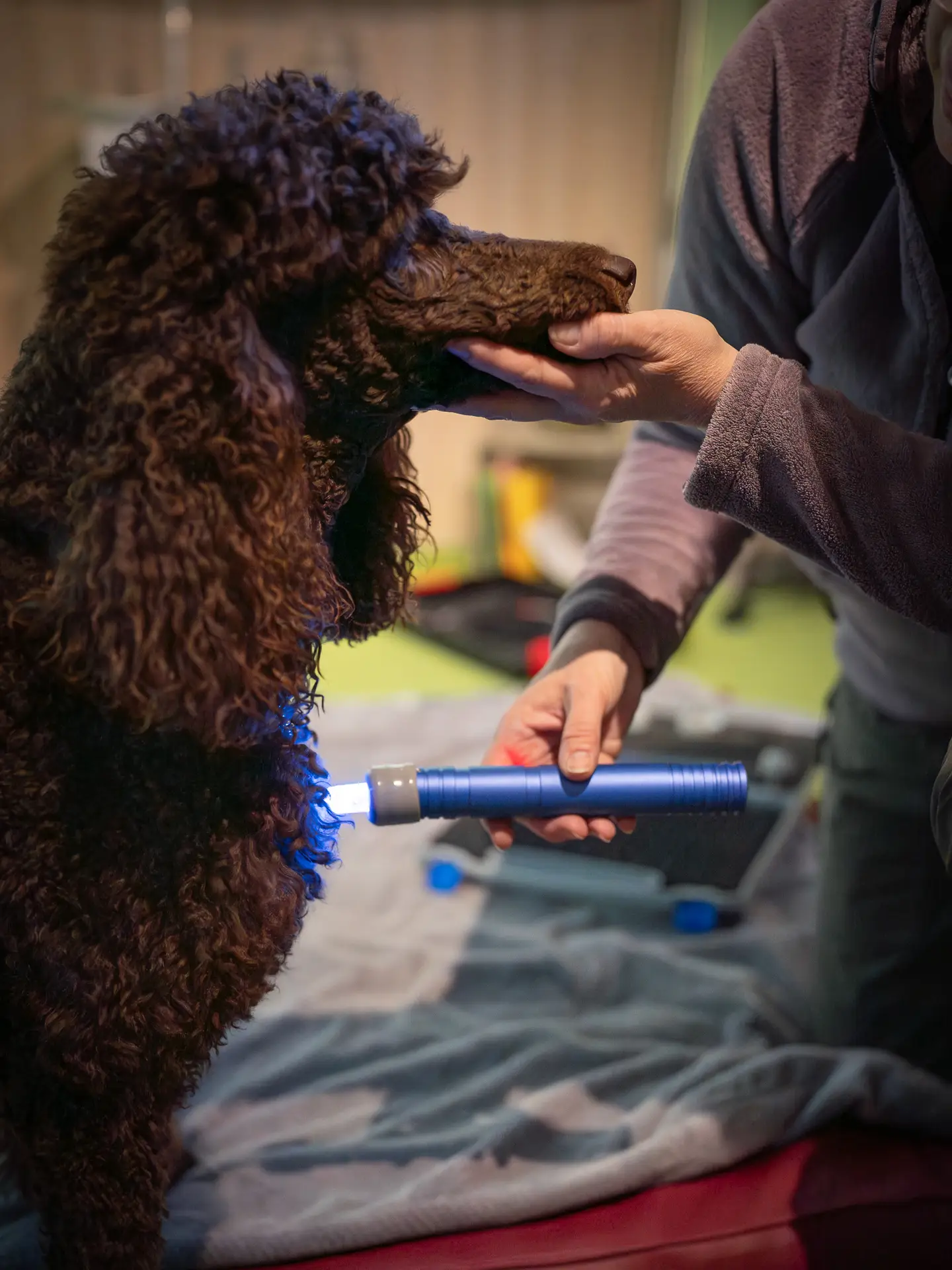 Low-Level-Laser-Therapie an einem Pudel in der Tierheilpraxis Claudia Meisters