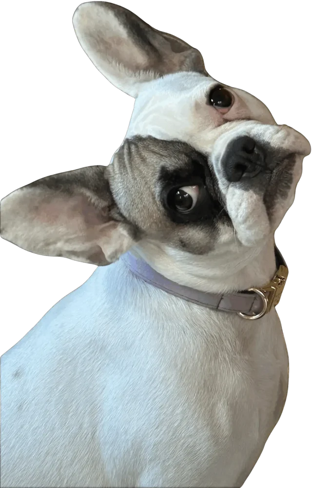 glücklicher-hund-nach-behandlung